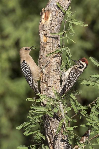 AZ, Amado Woodpeckers on tree trunk
